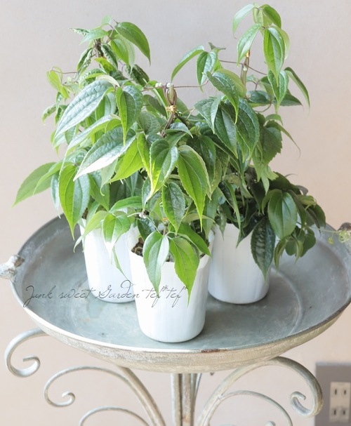 ٥餭ޥإ󥹥󥨥󥷥١߿Υǥ