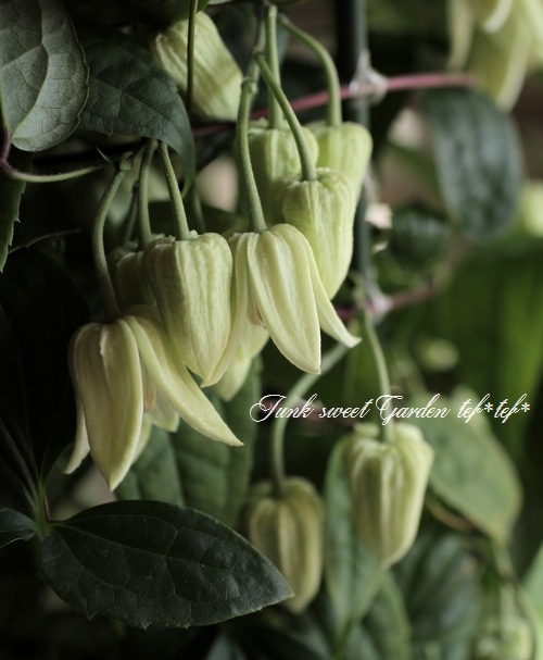 ٥餭ޥإ󥹥󥨥󥷥١߿Υǥ