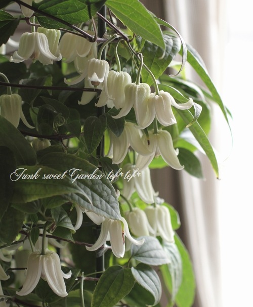 ٥餭ޥإ󥹥󥨥󥷥١߿Υǥ