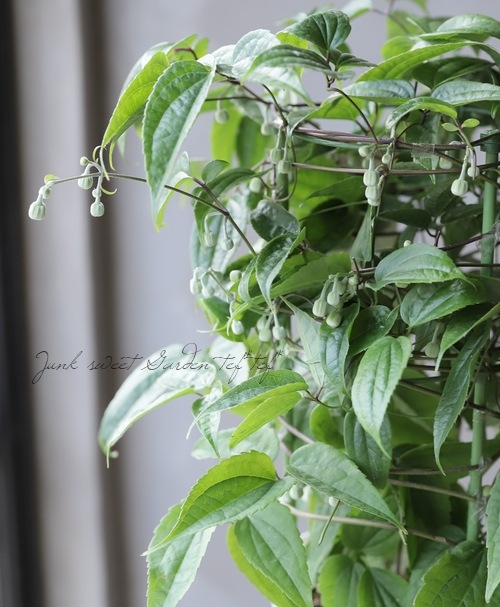 ٥餭ޥإ󥹥󥨥󥷥١߿Υǥ