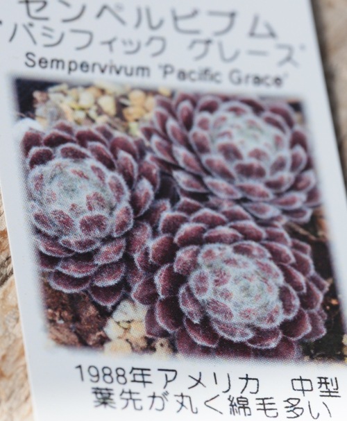 多肉植物】センペルビウム『パシフィック・グレース』 | Leaf Species