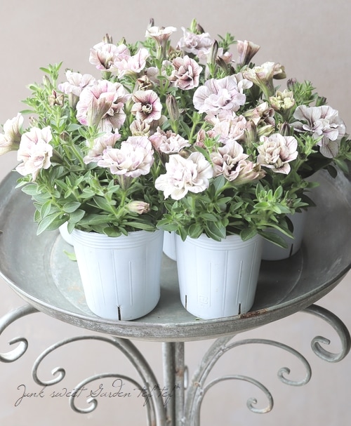 松原園芸さんペチュニア♥ ヴァンサンカン・みどりのヴェール ♥ 3号ポットごと 松原園芸さんペチュニア♥ ヴァンサンカン・みどりのヴェール ♥ 3号