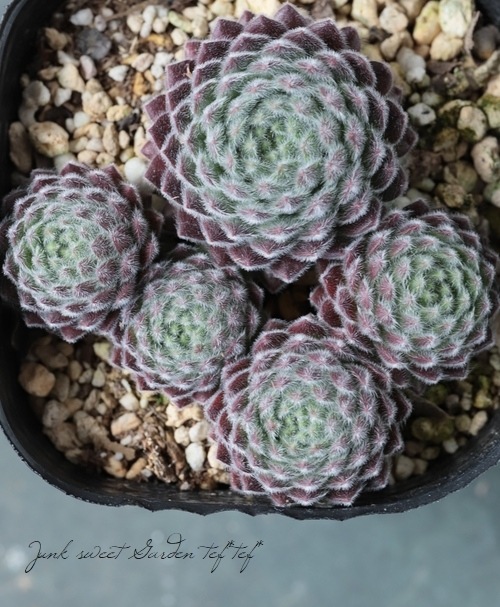 多肉植物】センペルビウム『パシフィック・グレース』 | Leaf Species