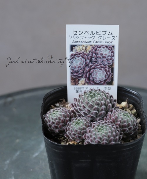 センペルビウム うさこ311 楽天市場】レグニ センペルビウム属 多肉植物 9cmポット観葉植物 雑貨