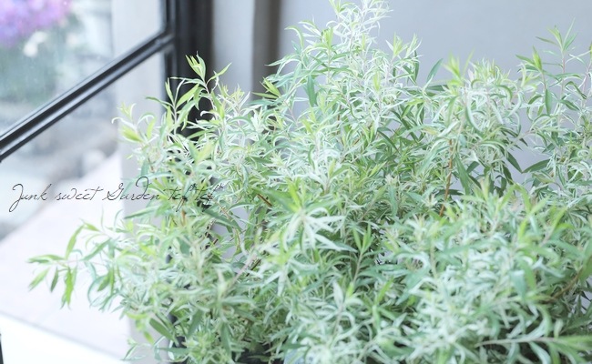 ��������業��ʥ��١�