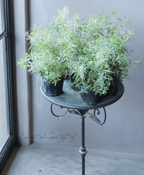 ��������業��ʥ��١�