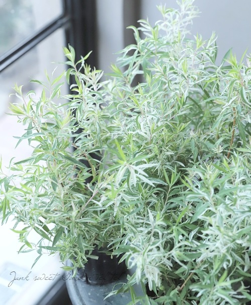 ��������業��ʥ��١�