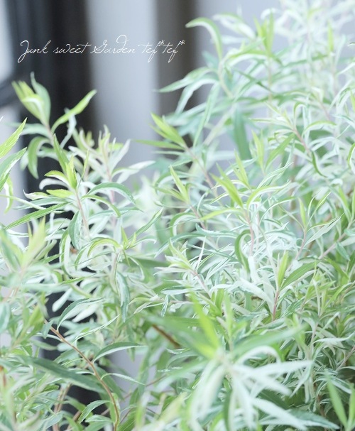 ��������業��ʥ��١�