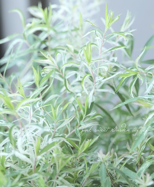 斑入りユキヤナギ』 | すべての商品 | | Junk sweet Garden tef*tef*