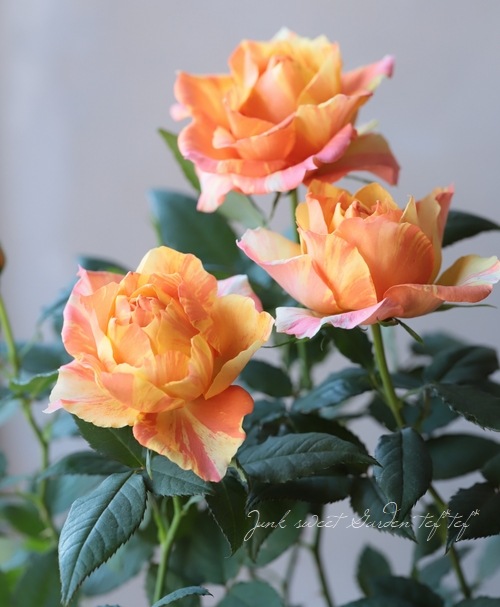 ミニバラ マラクジャ コルダナ すべての商品 Junk Sweet Garden Tef Tef ミニバラ マラクジャ コルダナ すべての商品 Junk Sweet Garden Tef Tef