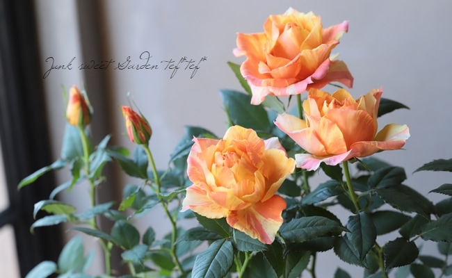 ミニバラ マラクジャ コルダナ すべての商品 Junk Sweet Garden Tef Tef ミニバラ マラクジャ コルダナ すべての商品 Junk Sweet Garden Tef Tef