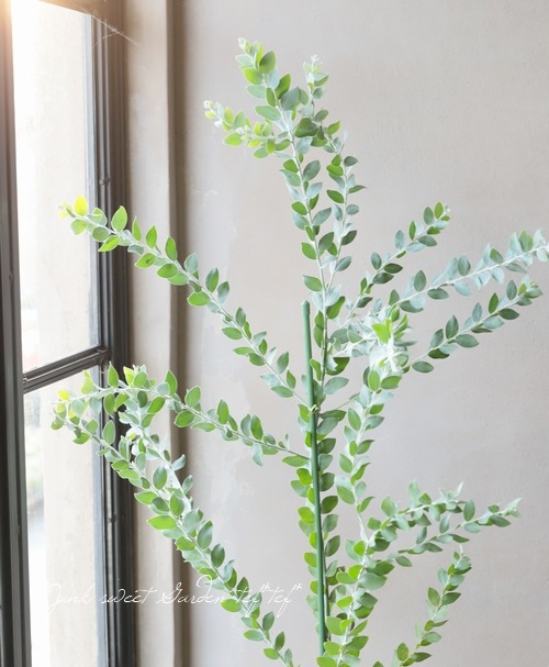 シルバーリーフが美しい パールアカシア 654 樹高1.8m位 アカシア シルバーリーフが美しい パールアカシア 654 樹高1.8m位 アカシア