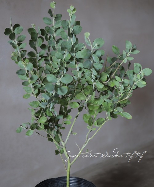 ���եѡ��륢���������إݥ���꡼�ե��ꥢ�� ��A��