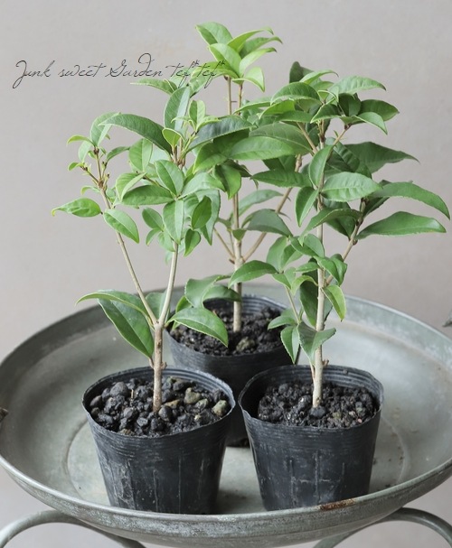 銀木犀-ギンモクセイ-』 | すべての商品 | | Junk sweet Garden tef*tef*