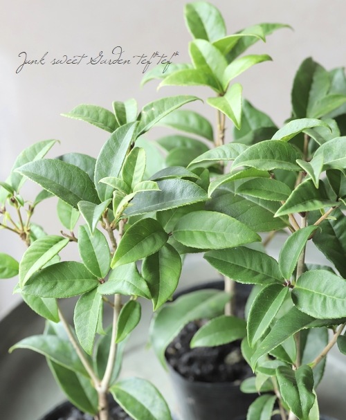 �ض��ں�-����⥯����-��