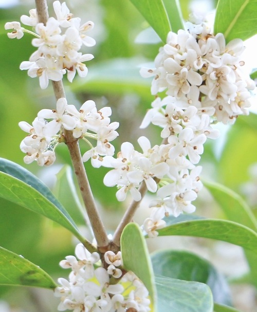 銀木犀-ギンモクセイ-』 | すべての商品 | | Junk sweet Garden tef*tef*