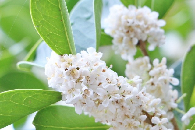 銀木犀-ギンモクセイ-』 | すべての商品 | | Junk sweet Garden tef*tef*