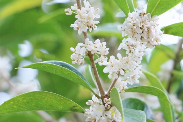 �ض��ں�-����⥯����-��