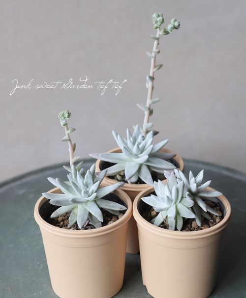 [同梱¥1180]ダドレアホワイトグリーニー　多肉　ゆうパケポスト又はmini 同梱¥1180]ダドレアホワイトグリーニー 多肉 ゆうパケポスト又はmini