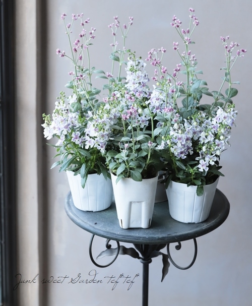 大輪アンゲロニア バイカラーバイオレット センセーションシリーズ すべての商品 Junk Sweet Garden Tef Tef