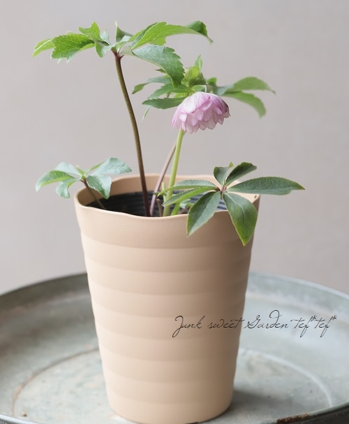 平田さん】 クリスマスローズ 『小輪ダブル』 2025【no.21】 | すべて