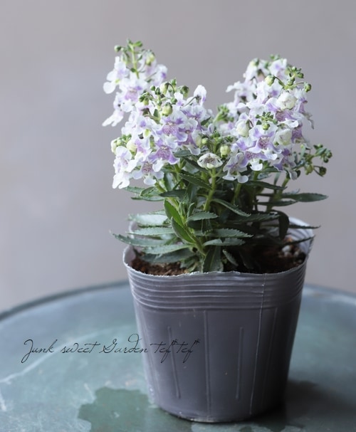ジョアン.アイザック　スプリングフラワーズ バイオレット 大輪アンゲロニア 『バイカラーバイオレット』センセーションシリーズ