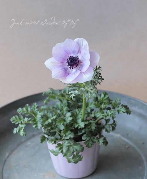 ͥ͡إ󥢥ꥹ١ڰź餭