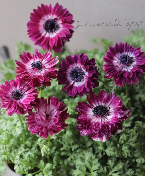 八重咲きアネモネ 『アンアリス』 【ワイン×ホワイト】 | すべての商品