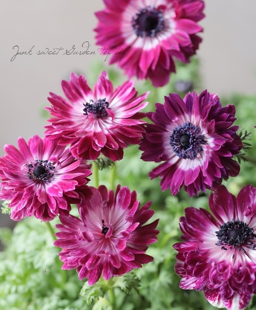 Ȭ�ź餭���ͥ�͡��إ��󥢥ꥹ�١��ڥ磻��ߥۥ磻�ȡ�