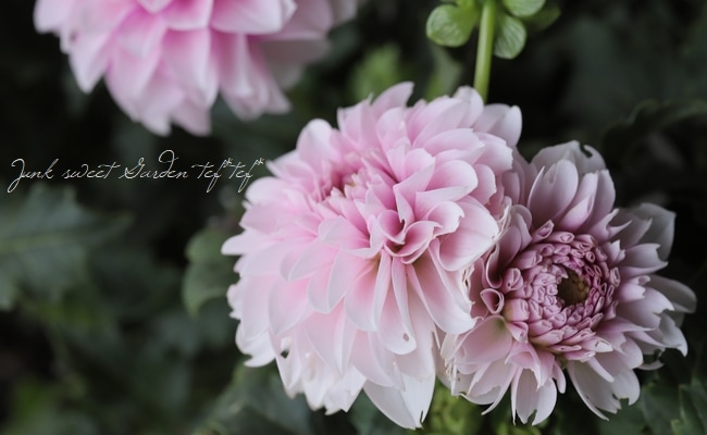 中輪ダリア 『ナマハゲビューティー』 | すべての商品 | | Junk sweet