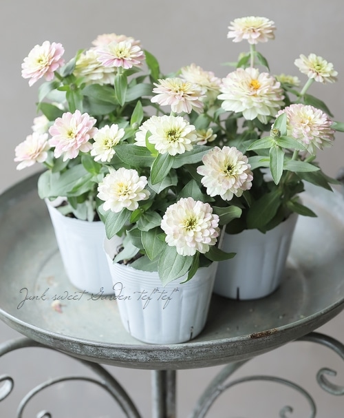 ジニア 『ジーデコ』 変わり咲きピンク | すべての商品 | | Junk sweet