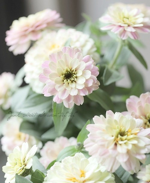 【美品】ブルーム ニクキューティー7 ピンク 13_000000022267.jpg?1748743093000