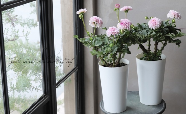 中輪ダリア 『ナマハゲビューティー』 | すべての商品 | | Junk sweet