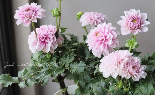 中輪ダリア 『ナマハゲビューティー』 | すべての商品 | | Junk sweet