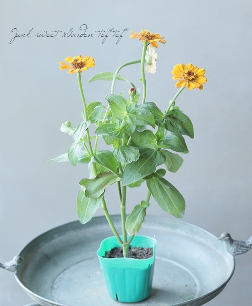 ���˥�������ǥ�� ��F�����ס�