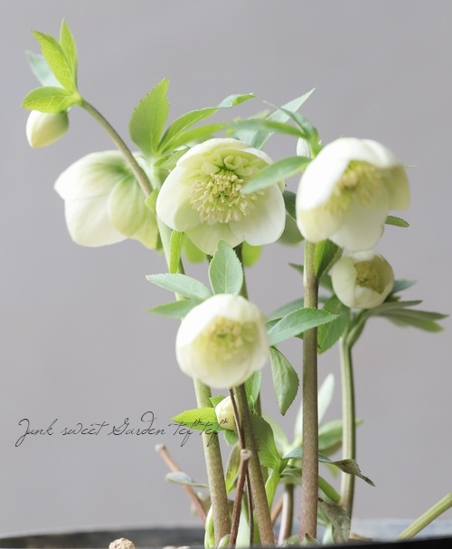 クリスマスローズ 高橋育苗 デュメhyb 6号苗 蕾あり クリスマスローズ