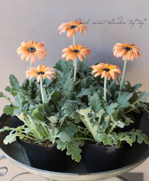 宿根アークトチス・マジック（マジェック）シリーズ 『フラミンゴ