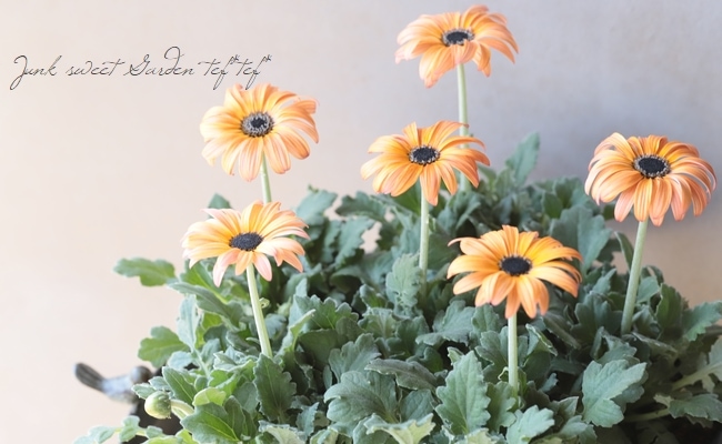 宿根アークトチス・マジック（マジェック）シリーズ 『フラミンゴ