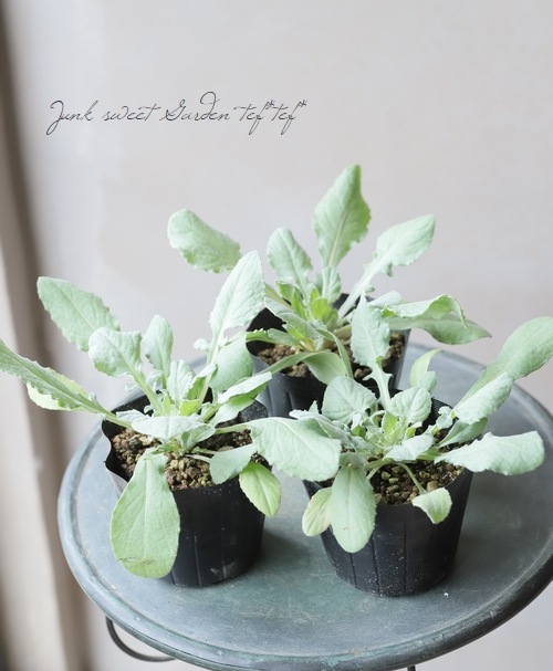 礤ȡ쥢 ()إ֥롼ڥåȡ 