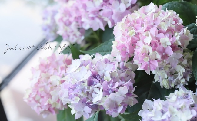 吉岡麗子さん てまり咲き紫陽花 てててまり ピンク Flower Species アジサイ Junk Sweet Garden Tef Tef