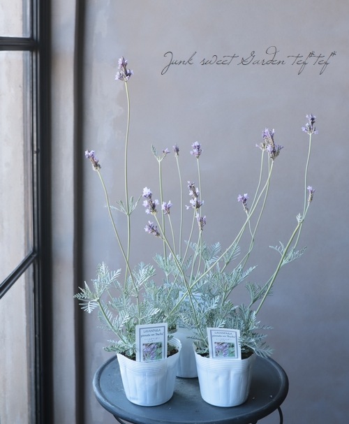 レースラベンダー 『ブッチー』 | すべての商品 | | Junk sweet Garden