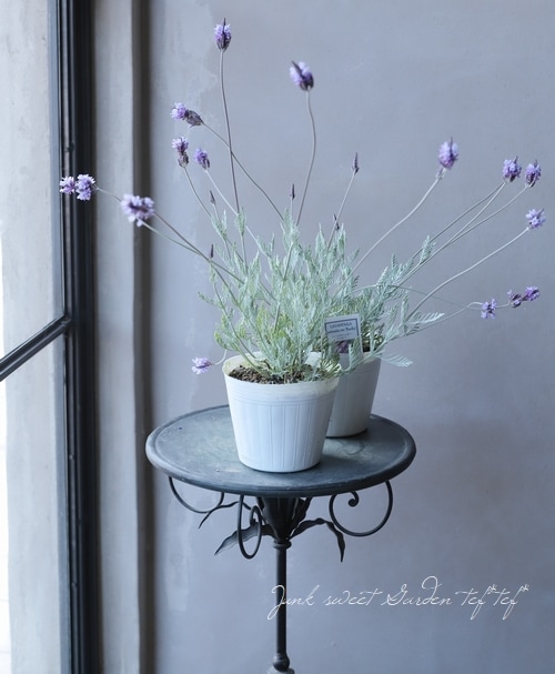 レースラベンダー 『ブッチー』 | すべての商品 | | Junk sweet Garden