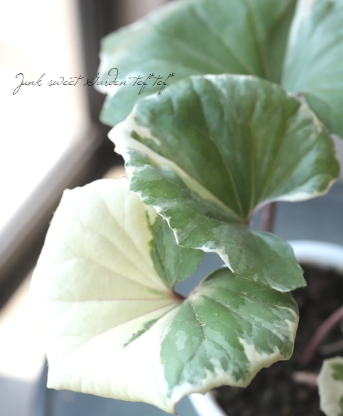 希少種！石蕗 ツワブキ 『 浮雲錦-ウキグモニシキ-』 | すべての商品