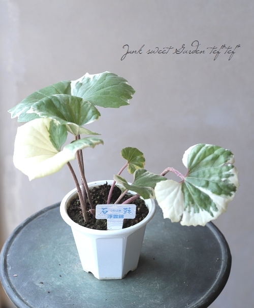 石蕗 浮雲錦 大株 石蕗 浮雲錦 大株