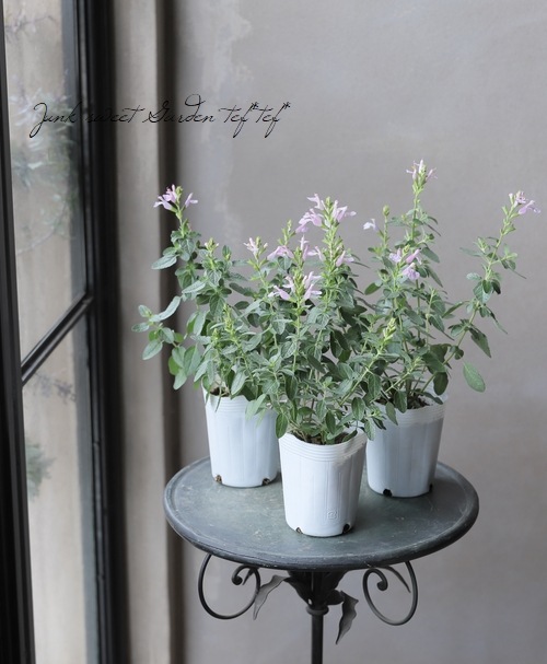 宿根サルビア パールピンク チェリーセージ すべての商品 Junk Sweet Garden Tef Tef