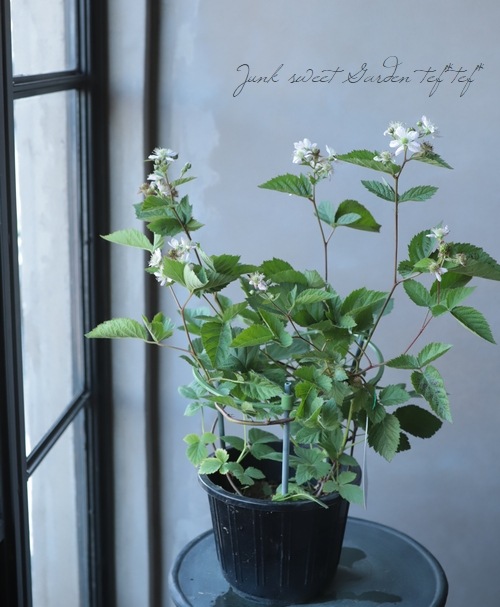 ブラックベリー『トゲなし！』 美味しい実がなる！ | すべての商品