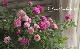 �ߥ˥Х顡�إ������ȥ���ꥪ�åȡ�
