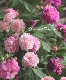 �ߥ˥Х顡�إ������ȥ���ꥪ�åȡ�