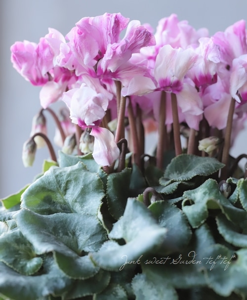 シクラメン おまかせガーデンシクラメン