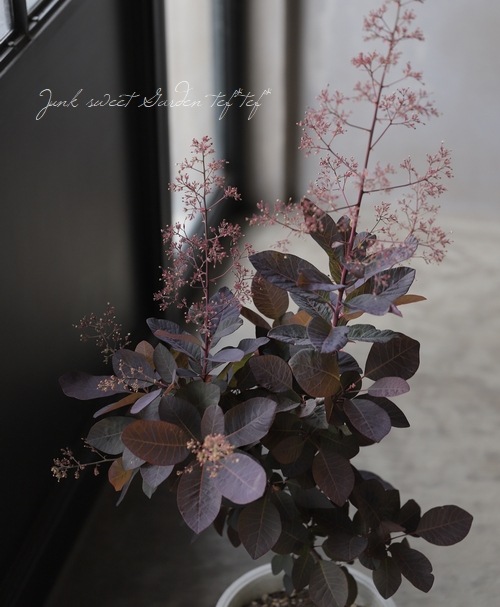 スモークツリーニコ♡ スモークツリー 『希少種』 【32】 | すべての商品 | | Junk sweet